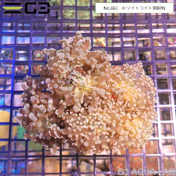 ホンタコアシサンゴ(ブランチ)ディープグリーン(No,661)