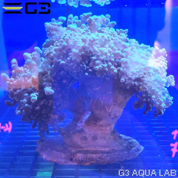 �ۥ󥿥��������󥴡ʥ֥����˥ǥ����ץ��꡼���No,661��