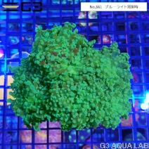 �ۥ󥿥��������󥴡ʥ֥����˥ǥ����ץ��꡼���No,661��