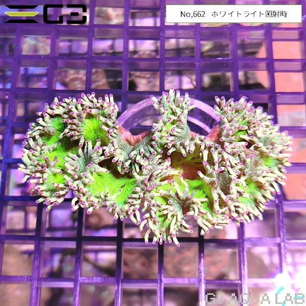 トランペットコーラル スーパーイエロー(No,662)