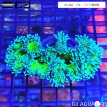 �ȥ��ڥåȥ�����롡�����ѡ�����������No,662��