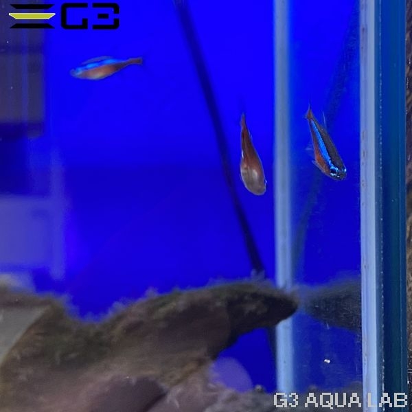 �������ʥ�ƥȥ�  ��2��3cm 3ɤ �ʥ���ץ������