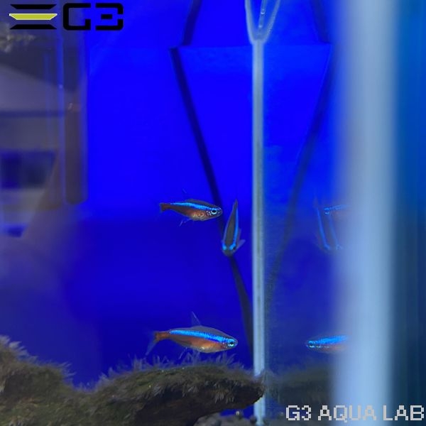 カージナルテトラ 約2〜3cm 3匹 (サンプル画像)