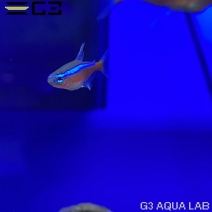 �������ʥ�ƥȥ�  ��2��3cm 3ɤ �ʥ���ץ������