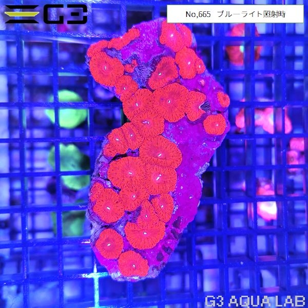 �������Х��󥴡������ѡ���åɡ�No,665��