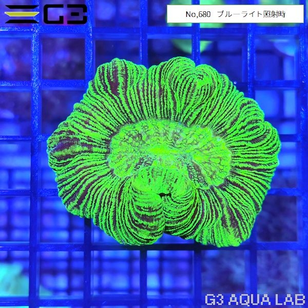 ヒユサンゴ(オオバナサンゴ) スーパーグリーン(No,650)