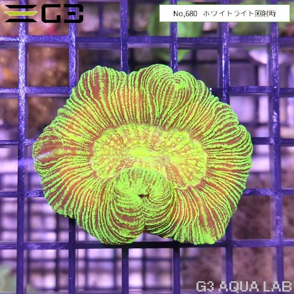 �ҥ極�󥴡ʥ����Хʥ��󥴡� �����ѡ����꡼���No,650��