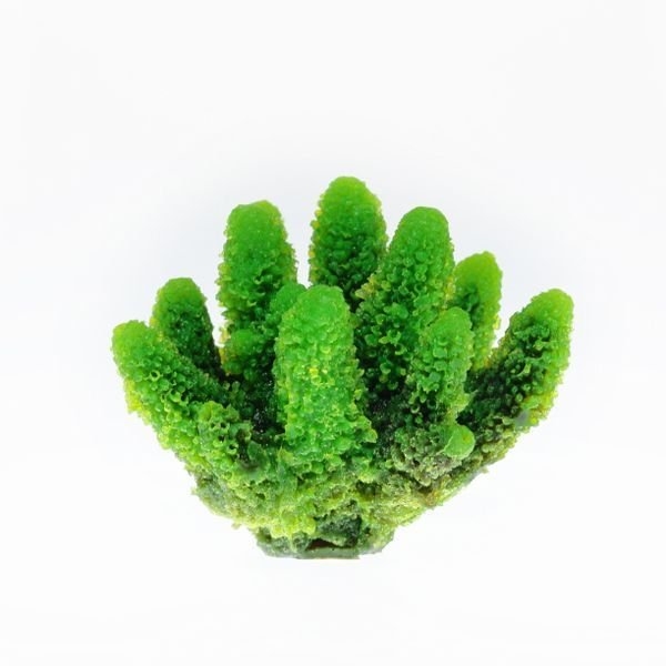 【取り寄せ】ミニサイズコーラル TR-Mini6 Green(約8cm)
