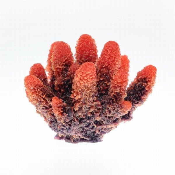 【取り寄せ】ミニサイズコーラル TR-Mini6 Red(約8cm)