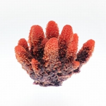 �ڼ��󤻡ۥߥ˥������������ TR-Mini6 Red����8cm��