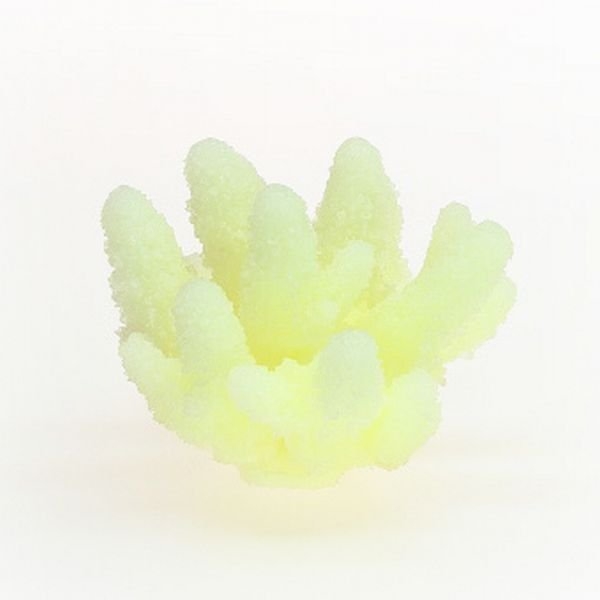 【取り寄せ】ミニサイズコーラル TR-Mini6 White (約8cm)