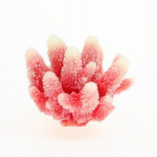 【取り寄せ】ミニサイズコーラル TR-Mini6 White Red (約8cm)