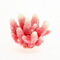 �ڼ��󤻡ۥߥ˥������������ TR-Mini6��White Red ����8cm��