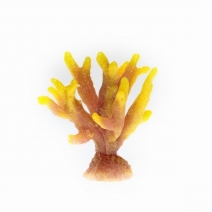 �ڼ��󤻡ۥߥ˥������������ TR-Mini10��Orange (8cm��