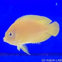 إɥͥåХ껺5-6cm[k0821-2]