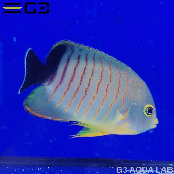 �����֥꡼���󥼥�ʥ����֥륺�����󥼥�ե��å���� ��6cm��[w3110-3]