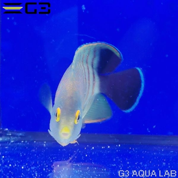 �����֥꡼���󥼥�ʥ����֥륺�����󥼥�ե��å���� ��6cm��[w3110-3]