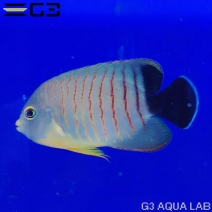 �����֥꡼���󥼥�ʥ����֥륺�����󥼥�ե��å���� ��6cm��[w3110-3]