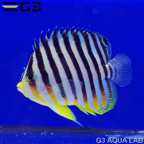 ���ޥ�å������२��OK�� ��6cm��[w3110-4]