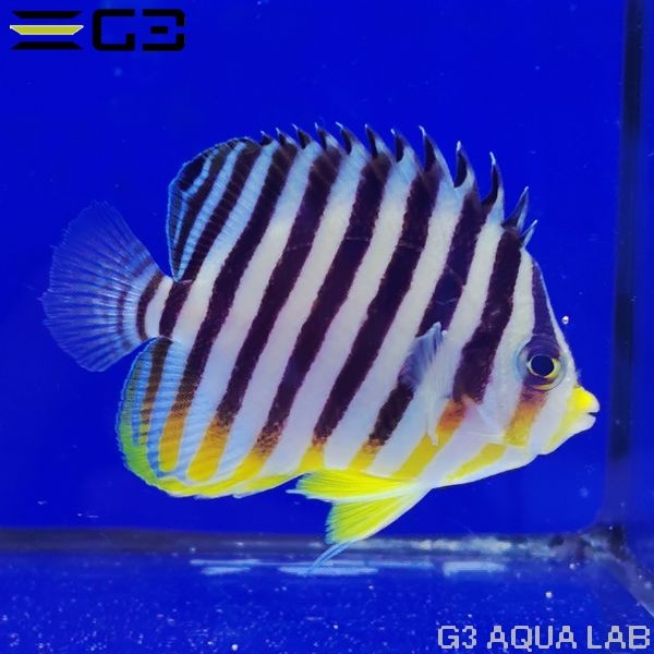 ���ޥ�å������२��OK�� ��6cm��[w3110-4]