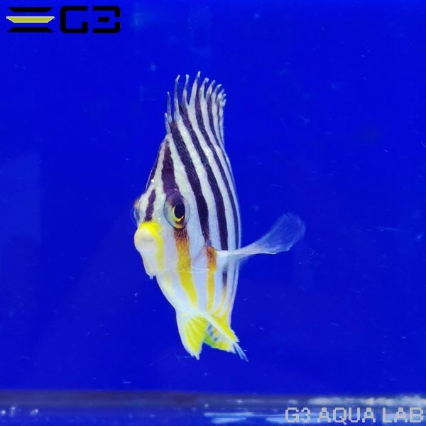 ���ޥ�å������२��OK�� ��6cm��[w3110-4]