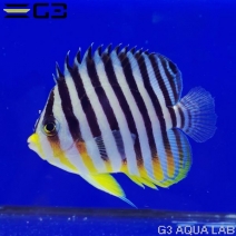 ���ޥ�å������२��OK�� ��6cm��[w3110-4]