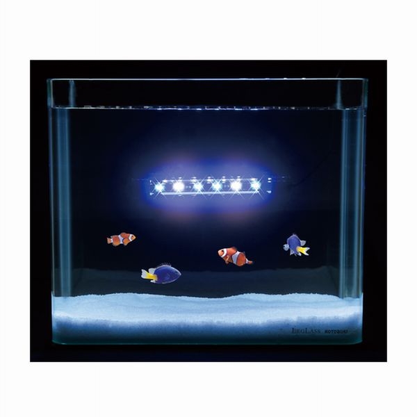 ���ȥ֥� ���륹�ƥ��å� �֥롼/�ۥ磻�ȡ�[4972814033801]