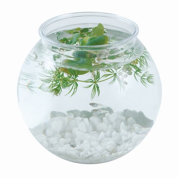 ���ȥ֥� ��餷�˥���� �����ȭ S��4972814436749��