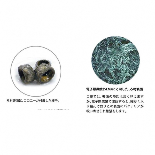 �Х��ƥꥢ�ۡ���� S������ 50L��[4934743010704]