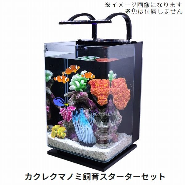 カクレクマノミスターター飼育セット 25cmハイタイプガラス水槽