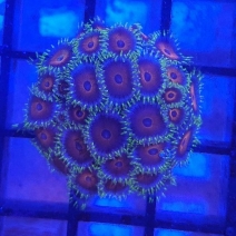 �ե饰 �ޥ᥹�ʥ���������㥯��No,F-08��