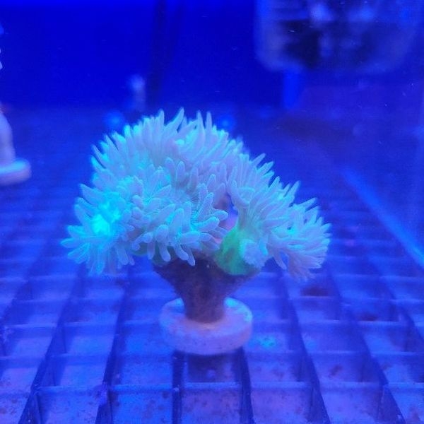 ウィスカーズコーラル(No,F-05)