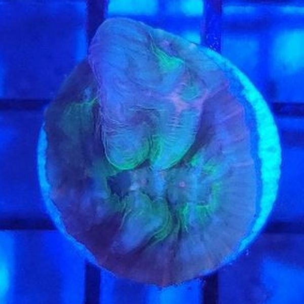 ウミバラ フラグ個体(No,F-07)