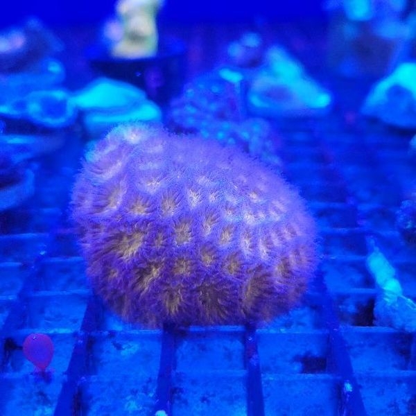 �ȥ���륵�� �ѡ��ץ롡�ե饰���Ρ�No,F-08��