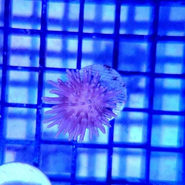 ウミキノコ フラグ個体(No,F-0)