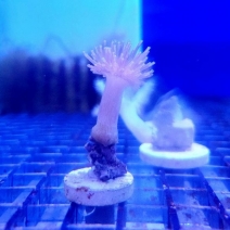 ���ߥ��Υ����ե饰���Ρ�No,F-0��