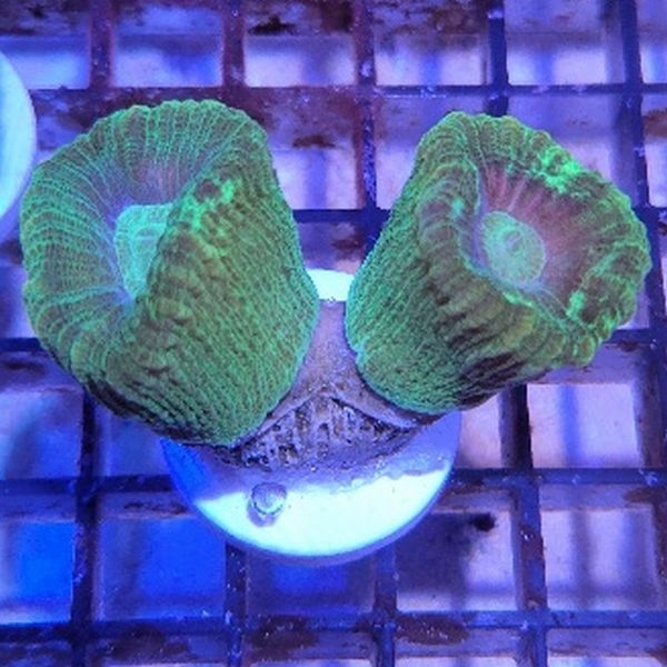 ���Хͥ��� �ե饰���Ρ�No,F-11��