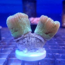 ���Хͥ��� �ե饰���Ρ�No,F-11��