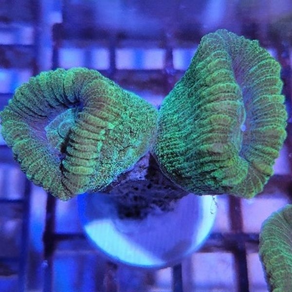 ���Хͥ��� �ե饰���Ρ�No,F-12��