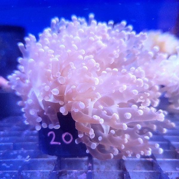 �ۥ󥿥��������� ����� �ե饰���Ρ�No,F-206��