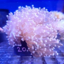 �ۥ󥿥��������� ����� �ե饰���Ρ�No,F-206��