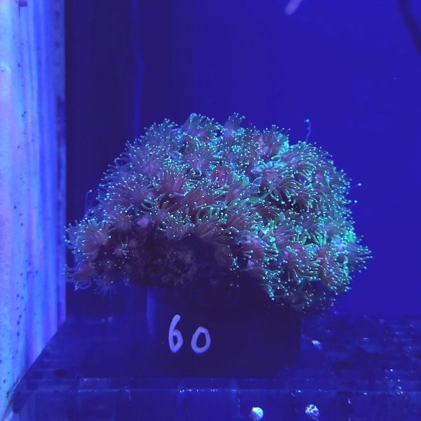 �����ߥ��� �ָ����꡼�󡡡�����No,60��