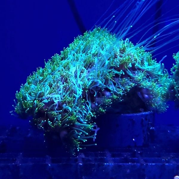 アザミサンゴ 蛍光グリーン (No,209)