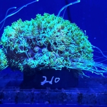 �����ߥ��� �ָ����꡼���No,210��