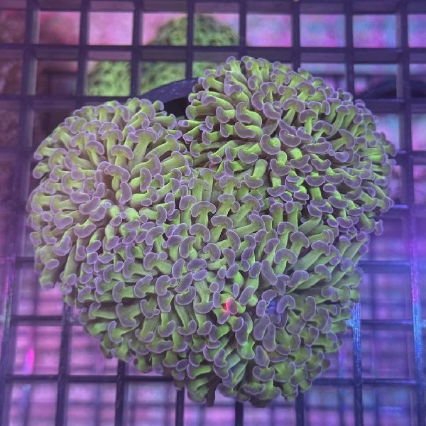 �ʥ���ϥʥ��󥴡����꡼��  [No.194]