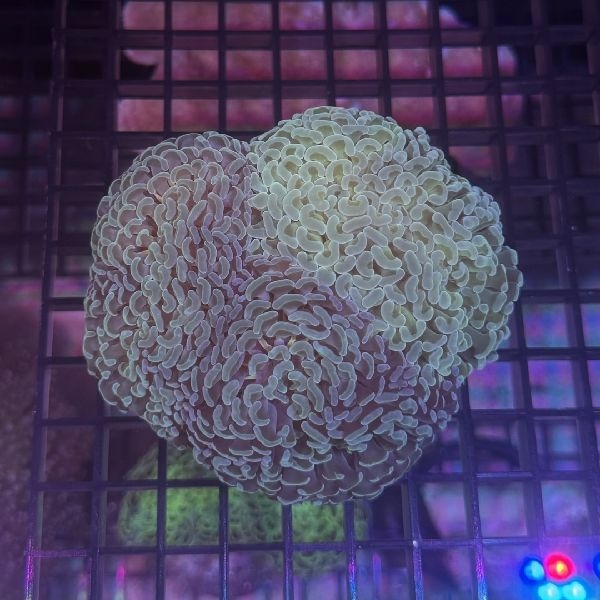 �ʥ���ϥʥ��󥴡��饤�ȥ��꡼��[No.200]��