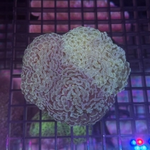 �ʥ���ϥʥ��󥴡��饤�ȥ��꡼��[No.200]��