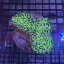 �ʥ���ϥʥ��󥴡����꡼�󥤥�������[No.243]��