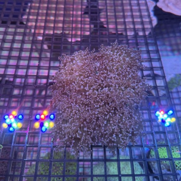 �ۥ󥿥��������󥴡����ꥢ�ѡ��ץ롡[No.162]