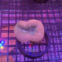 �ϥʥ������󥴡���åɡ���[No.240]